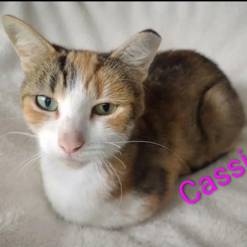 Cassie thumbnail 2