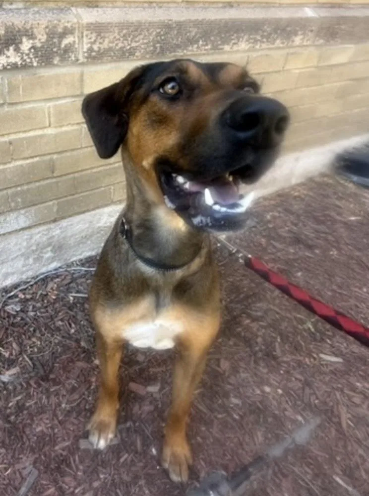 An adult large-sized female Brown / Chocolate Hound dog named Freya for adoption in Denver, CO