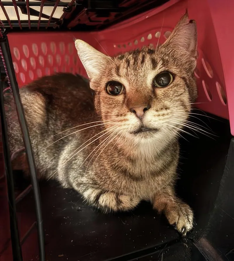 An adult medium-sized male Tabby (Gray / Blue / Silver) Domestic Short Hair cat named Leonard for adoption in Nashville, TN