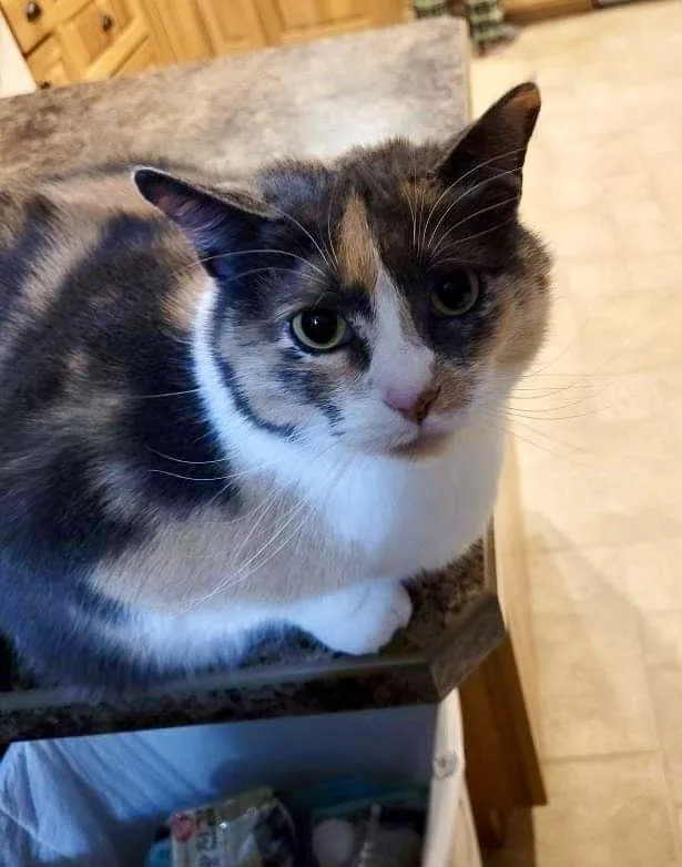 An adult medium-sized female American Shorthair cat named Hera for adoption in Milbank, SD