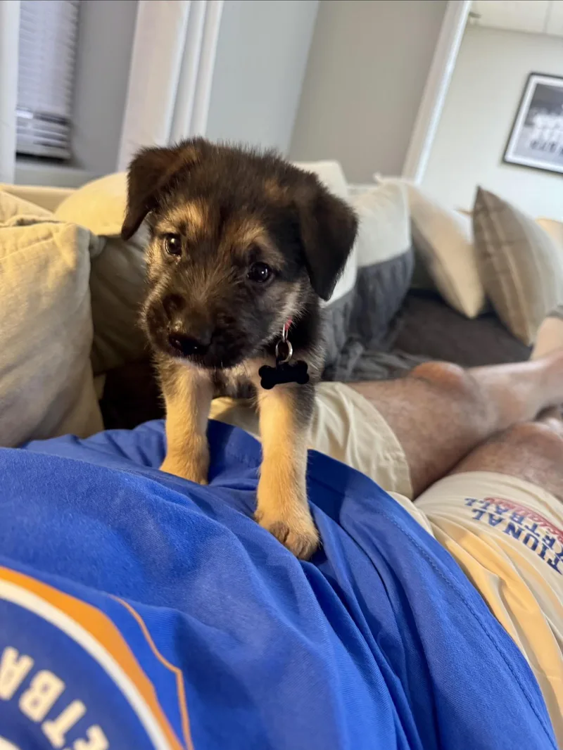 A baby medium-sized male Tricolor (Brown, Black, & White) Shepherd dog named Karl Barkley for adoption in Tampa, FL