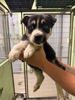 A baby small-sized male Husky dog named Telluride for adoption in Madison, NJ