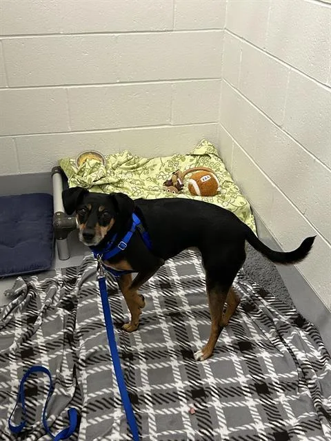 An adult large-sized female Pit Bull Terrier dog named Bristol for adoption in Boston, MA