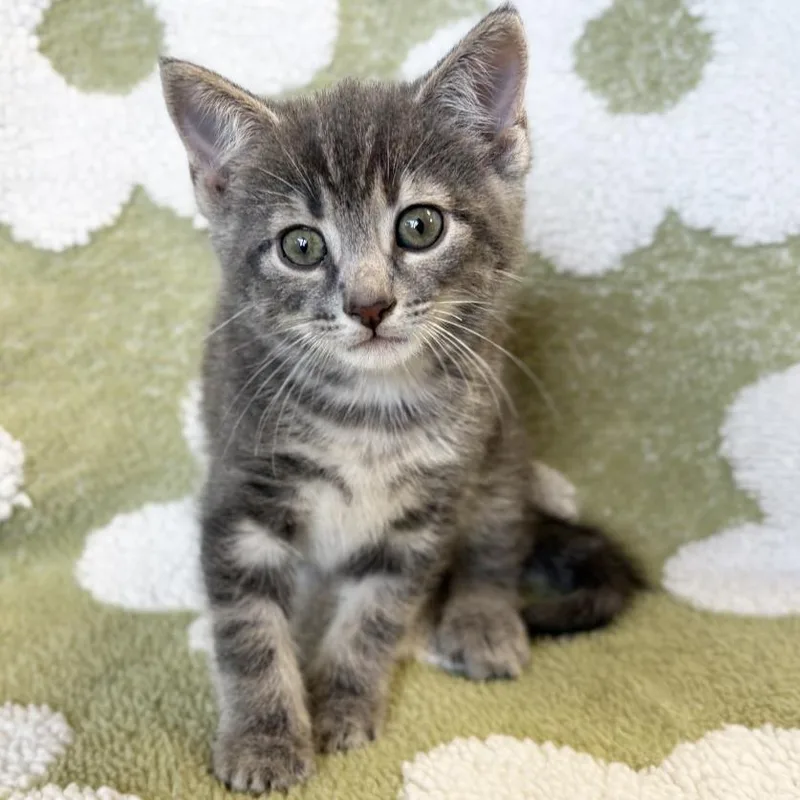 A baby small-sized male Gray / Blue / Silver Domestic Short Hair cat named Peanut for adoption in Mount Juliet, TN