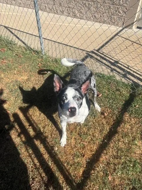 An adult medium-sized female Australian Shepherd dog named Rhinestone for adoption in Fayetteville, AR