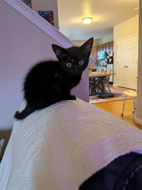 A baby small-sized female Domestic Short Hair cat named Java for adoption in Fort Walton Beach, FL