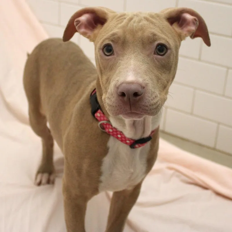 A baby medium-sized female Yellow / Tan / Blond / Fawn Pit Bull Terrier dog named Lil for adoption in Champaign, IL