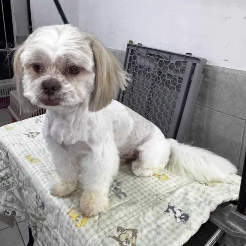 A young small-sized male White / Cream Shih Tzu dog named Gizmo for adoption in Manvel, TX