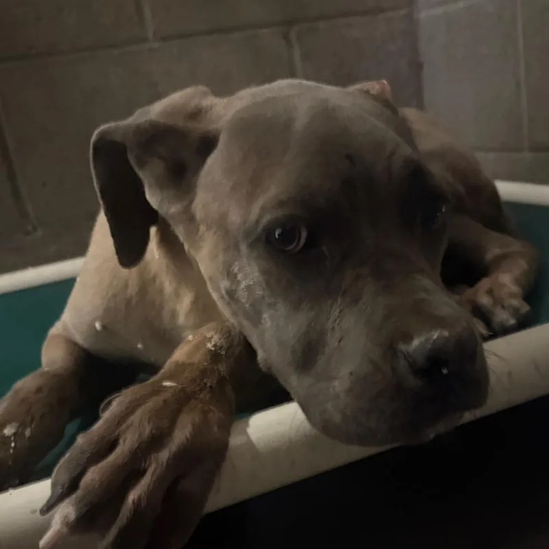 A young medium-sized male Yellow / Tan / Blond / Fawn Cane Corso dog named Bubba for adoption in Yuma, AZ