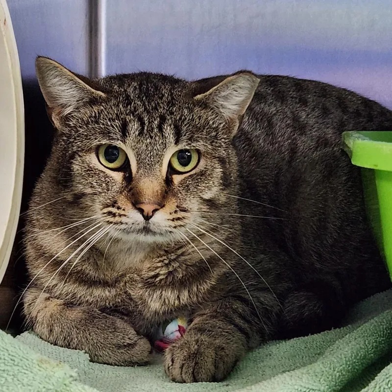 A young large-sized male Gray / Blue / Silver Domestic Short Hair cat named Silver for adoption in Grand Rapids, MI