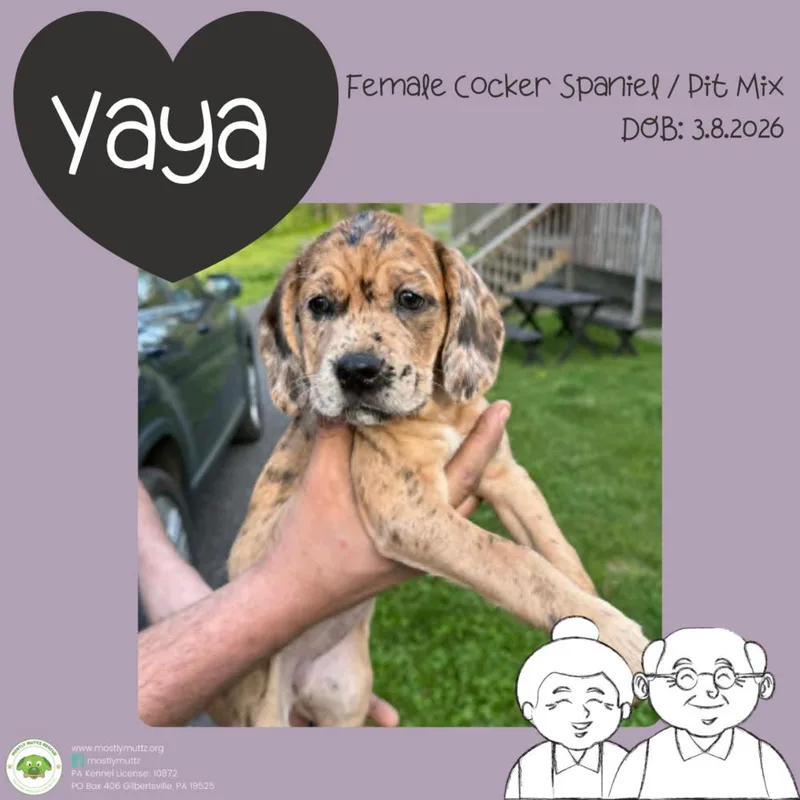 Yaya thumbnail 2