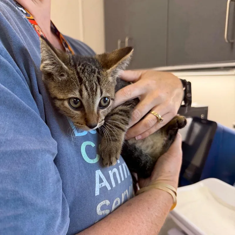 A baby small-sized male Brown / Chocolate Domestic Short Hair cat named Quack for adoption in Morganton, NC