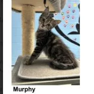 A baby small-sized male Brown / Chocolate Domestic Short Hair cat named Murphy for adoption in Tallahassee, FL