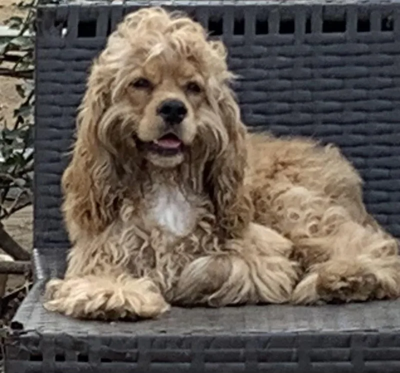 A young medium-sized male Cocker Spaniel dog named Winston for adoption in Carmel, NY