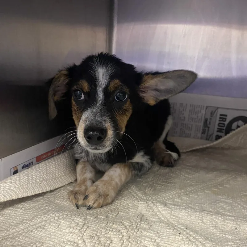 A baby small-sized female Black Australian Cattle Dog / Blue Heeler dog named Maggie for adoption in Ardmore, OK