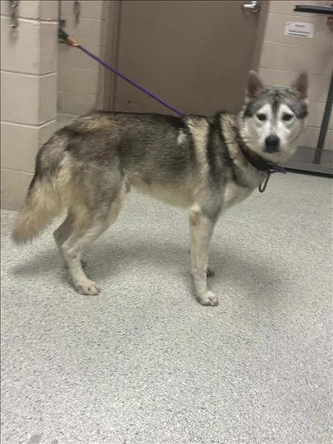 An adult large-sized male Siberian Husky dog named Brunson for adoption in Conroe, TX