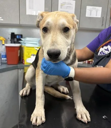 A baby medium-sized female German Shepherd Dog dog named Natalie for adoption in Oakland, CA