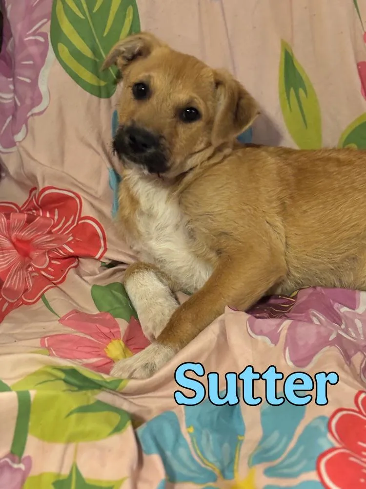 A young medium-sized male Tricolor (Brown, Black, & White) Mixed Breed dog named Sutter for adoption in Brookshire, TX