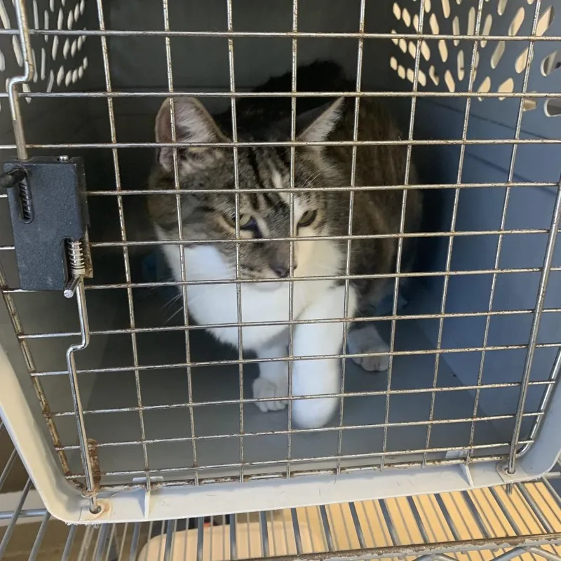 An adult large-sized female White Domestic Short Hair cat named Jennifer for adoption in West Palm Beach, FL