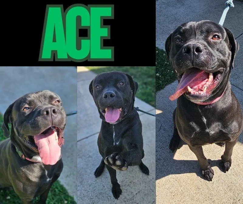 Ace