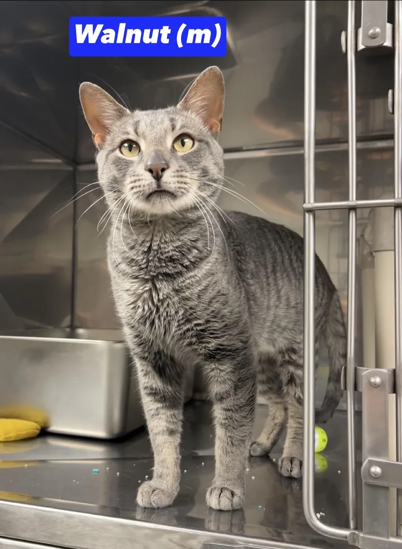 A young medium-sized male Tabby (Gray / Blue / Silver) Domestic Short Hair cat named Walnut for adoption in Montville, NJ