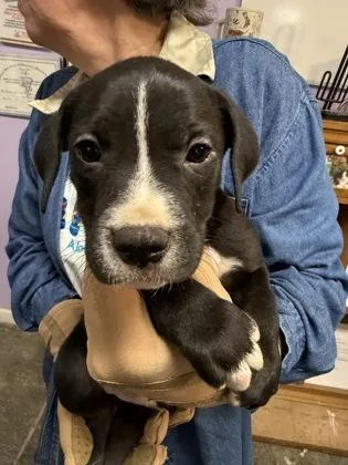 A baby small-sized male Mixed Breed dog named Mr. Potato Head for adoption in West Chester, PA