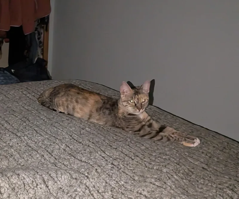 A young medium-sized female Domestic Short Hair cat named Tafari for adoption in Seattle, WA