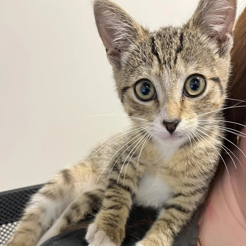 A baby small-sized female Gray / Blue / Silver Domestic Short Hair cat named Hazel for adoption in Tampa, FL