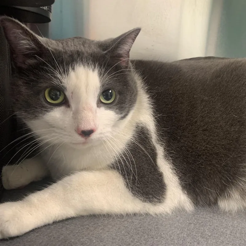 An adult extra large-sized female Gray / Blue / Silver Domestic Short Hair cat named Petunia for adoption in Waukesha, WI