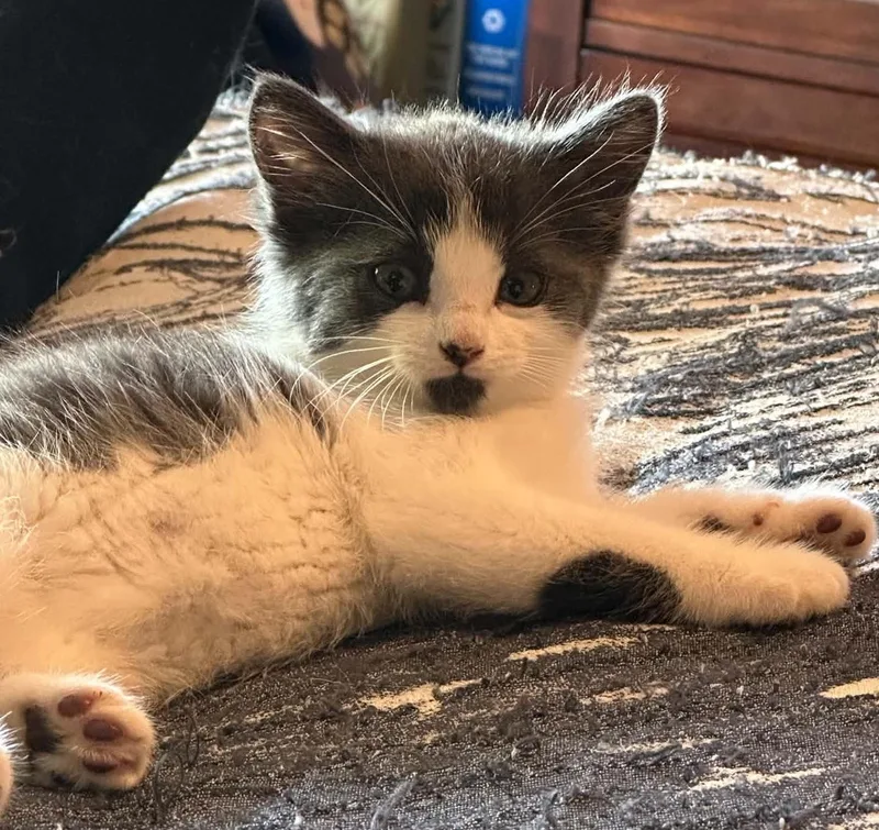 A baby medium-sized female Domestic Short Hair cat named Monroe and Gable for adoption in Blaine, MN