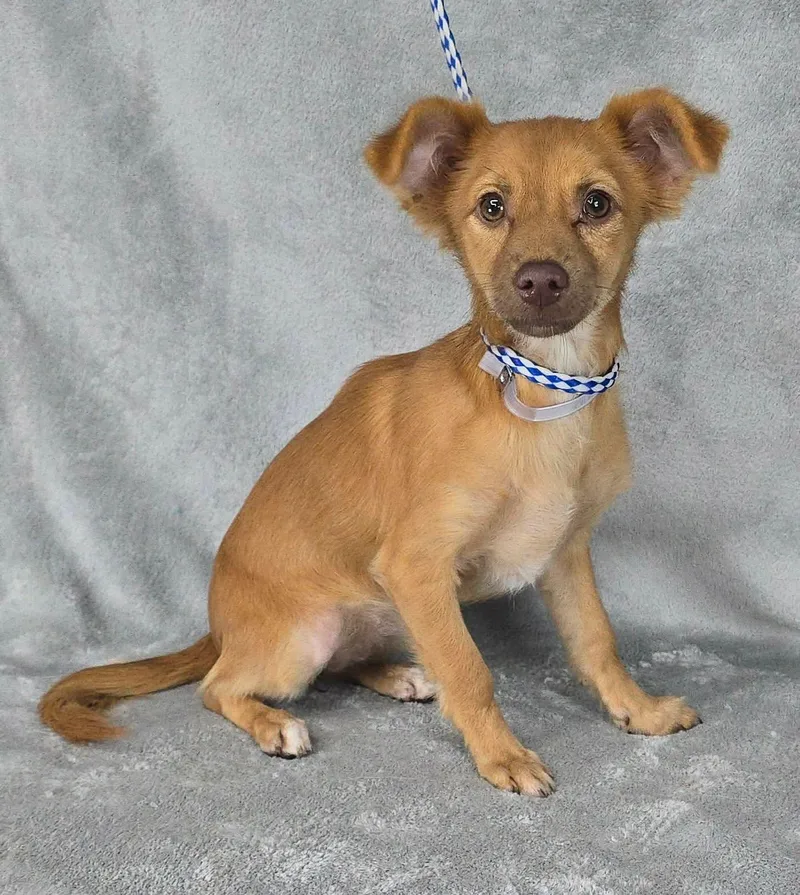A baby small-sized female Red / Chestnut / Orange Chiweenie dog named Chrysanthemum for adoption in New York, NY