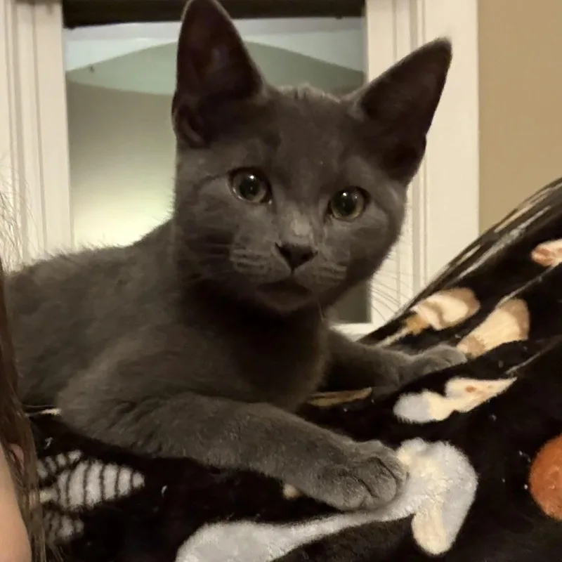 A baby medium-sized male Gray / Blue / Silver Domestic Short Hair cat named Ashley for adoption in Sewell, NJ