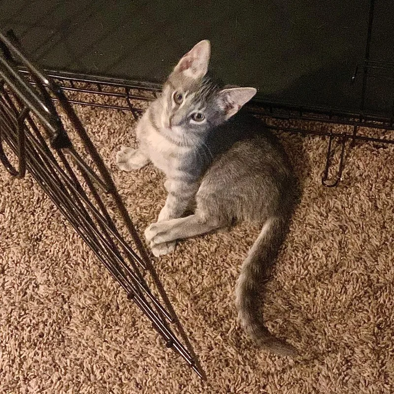 A baby small-sized female Gray / Blue / Silver Domestic Short Hair cat named Mopsy for adoption in Lexington, KY