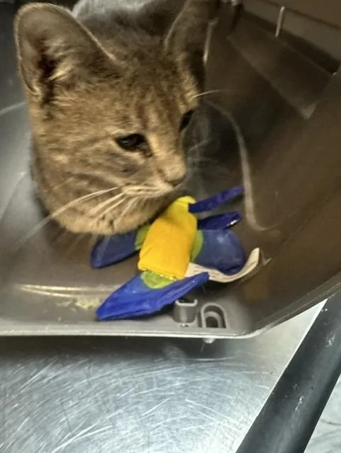 Cleocattra