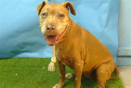 A senior medium-sized female Pit Bull Terrier dog named Myssi for adoption in Gardena, CA