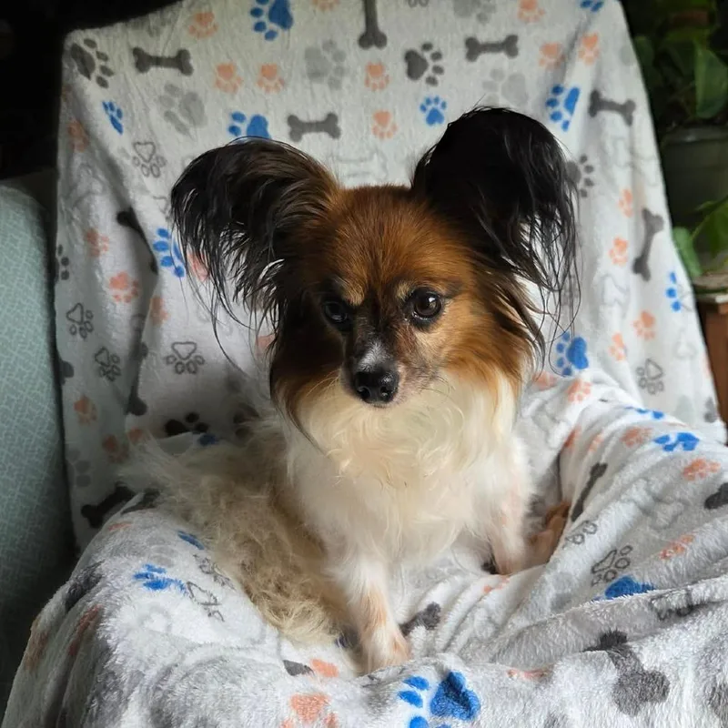 A senior small-sized female Red / Chestnut / Orange Papillon dog named Gimlet for adoption in Jackson, MO