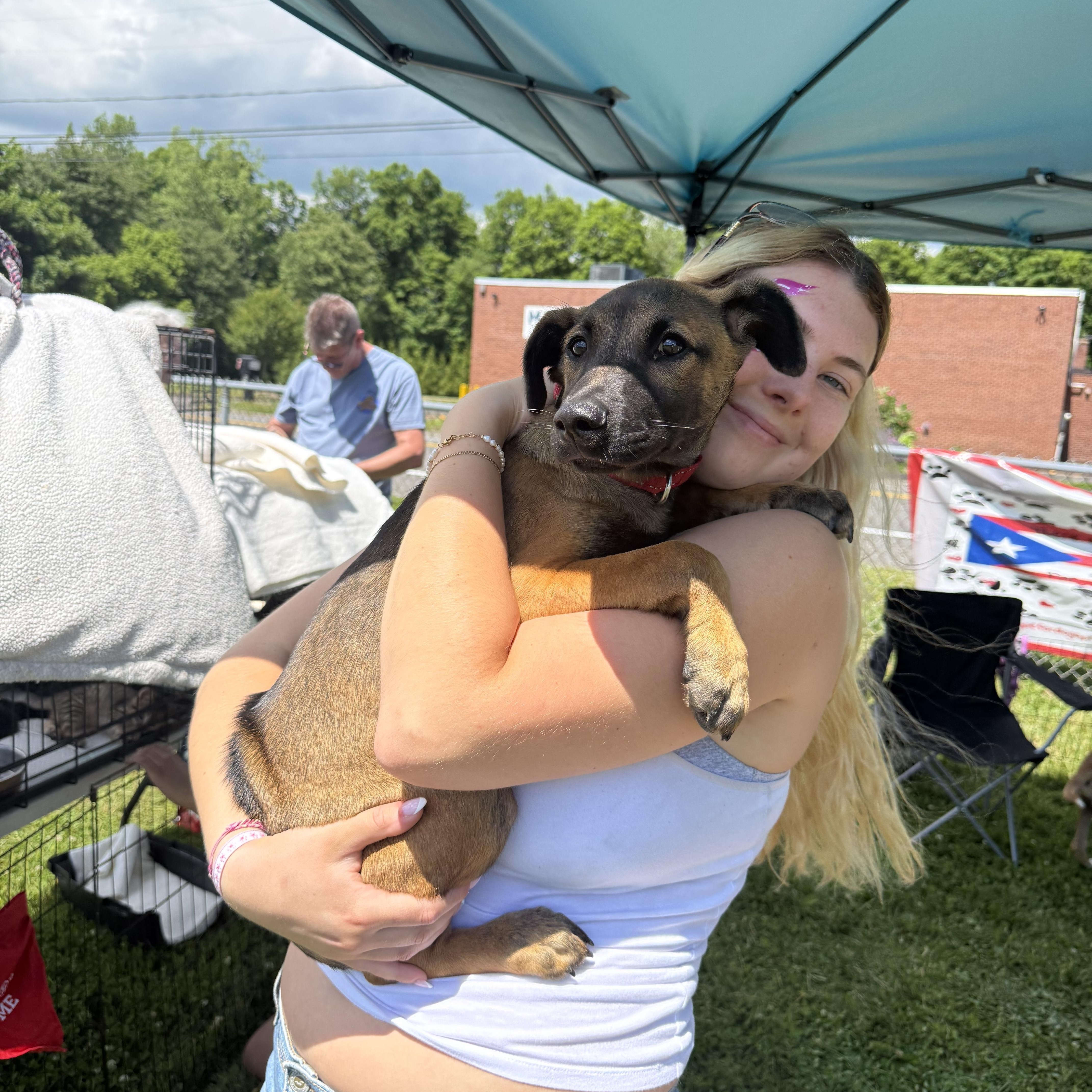 A young medium-sized male Brown / Chocolate Shepherd dog named Puchito for adoption in Pleasant Valley, NY