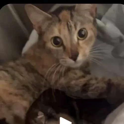 An adult small-sized female Calico Domestic Short Hair cat named Miss Sequoia for adoption in Inwood, WV
