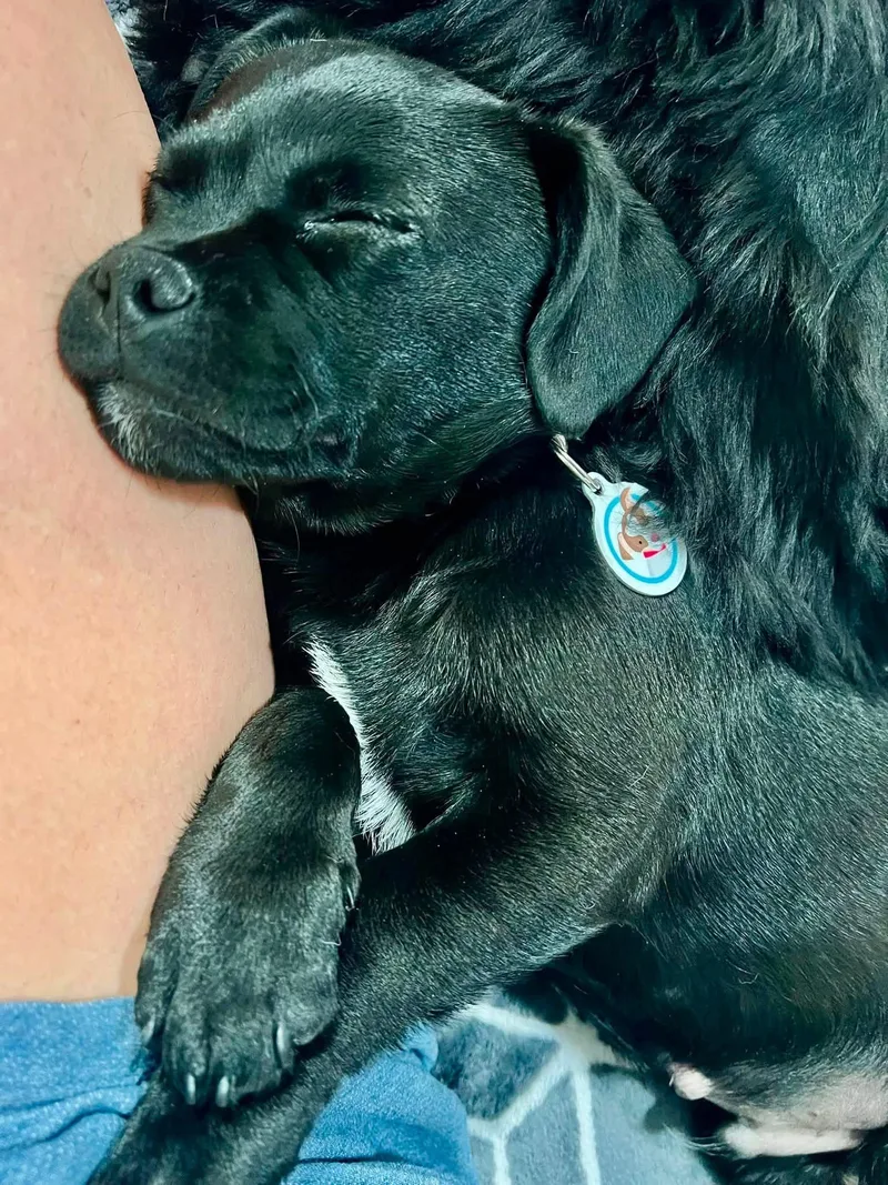 A baby medium-sized male Black Pug dog named Pugsley for adoption in Lafayette, CA