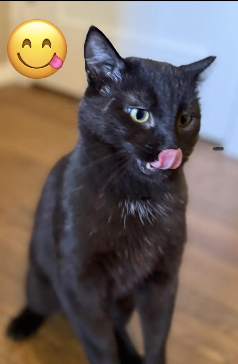 An adult medium-sized male Black Domestic Short Hair cat named Stewart for adoption in Old Bridge, NJ