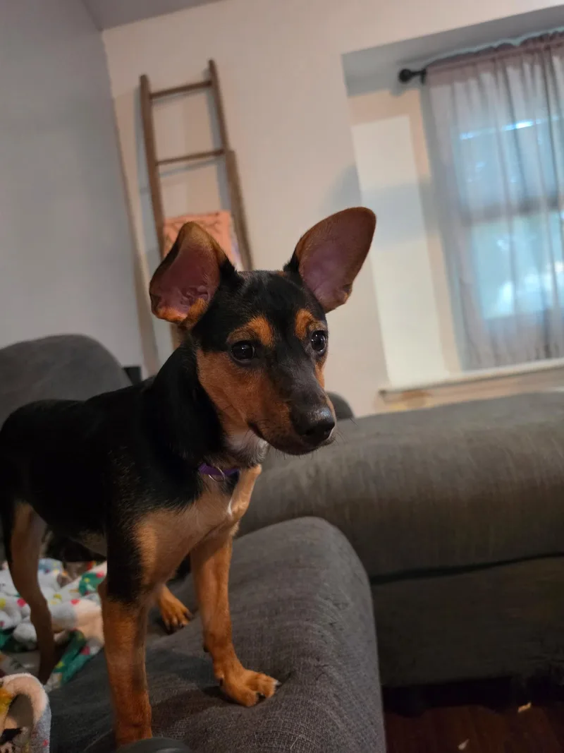 Whiskey thumbnail 3