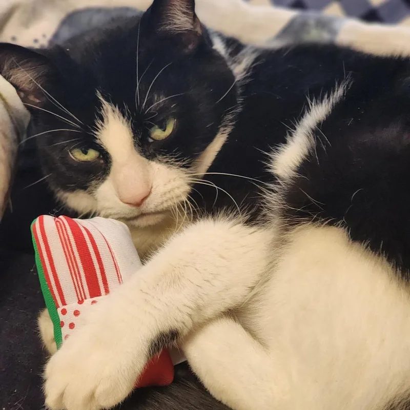 A senior medium-sized female Black Domestic Short Hair cat named Goose for adoption in Baltimore, MD