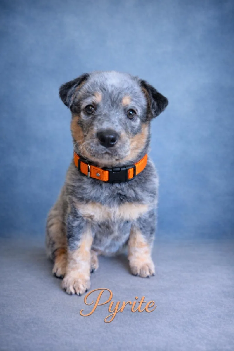 A baby medium-sized male Black Australian Cattle Dog / Blue Heeler dog named Pyrite for adoption in Murrieta, CA