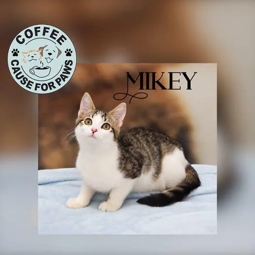 A young medium-sized male Tabby (Brown / Chocolate) Domestic Short Hair cat named Mikey for adoption in Douglas, GA