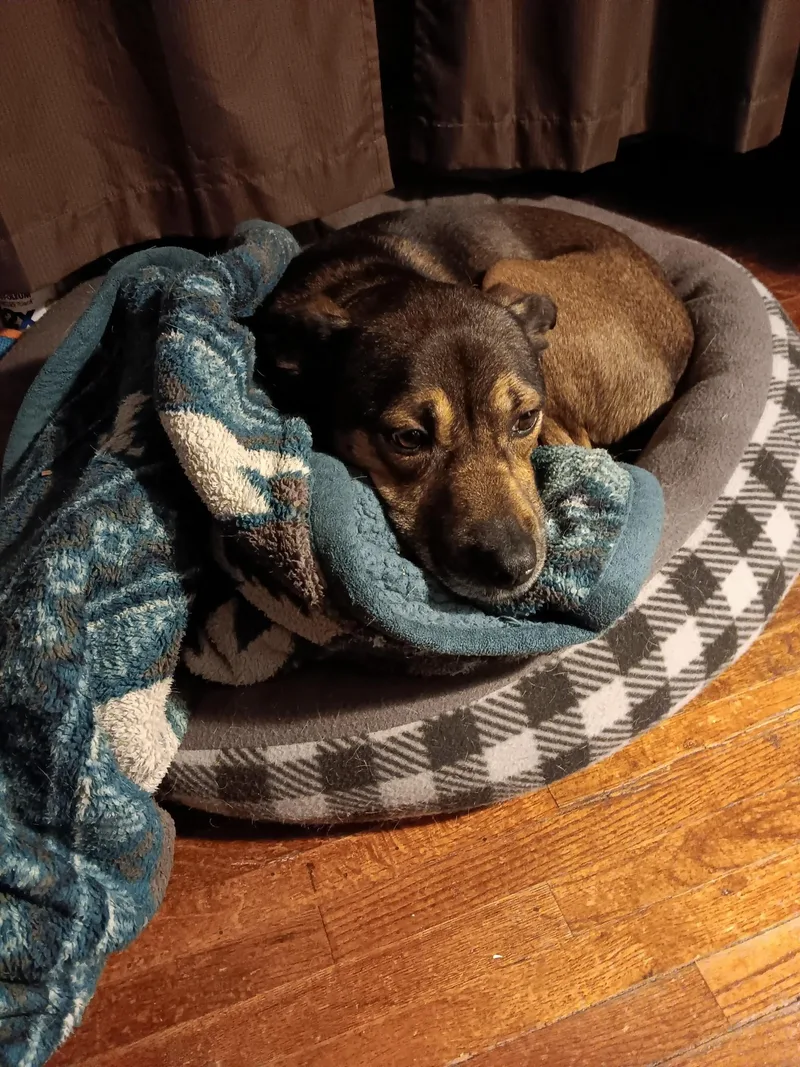 Finnegan thumbnail 2