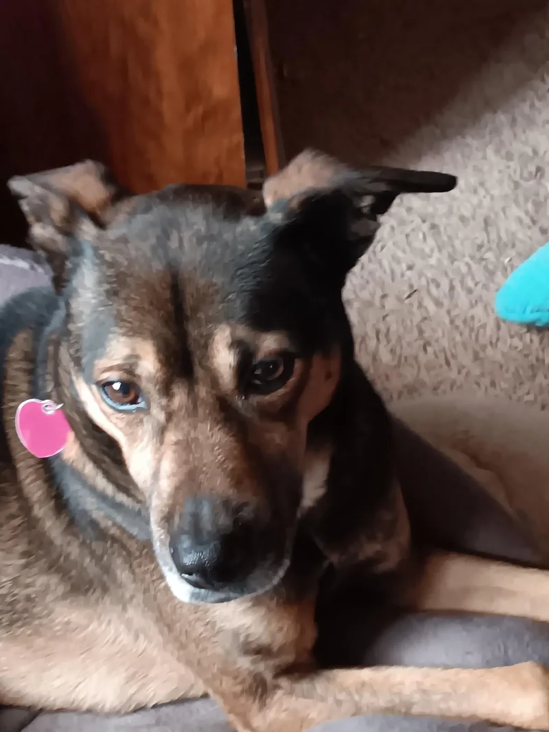 Finnegan thumbnail 3