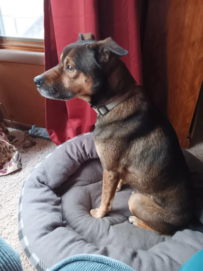 Finnegan thumbnail 5