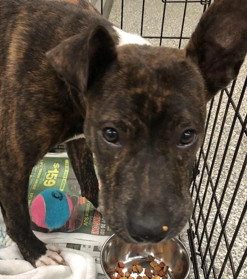 A baby medium-sized male Brindle Mixed Breed dog named Rocky Road for adoption in Parma, OH