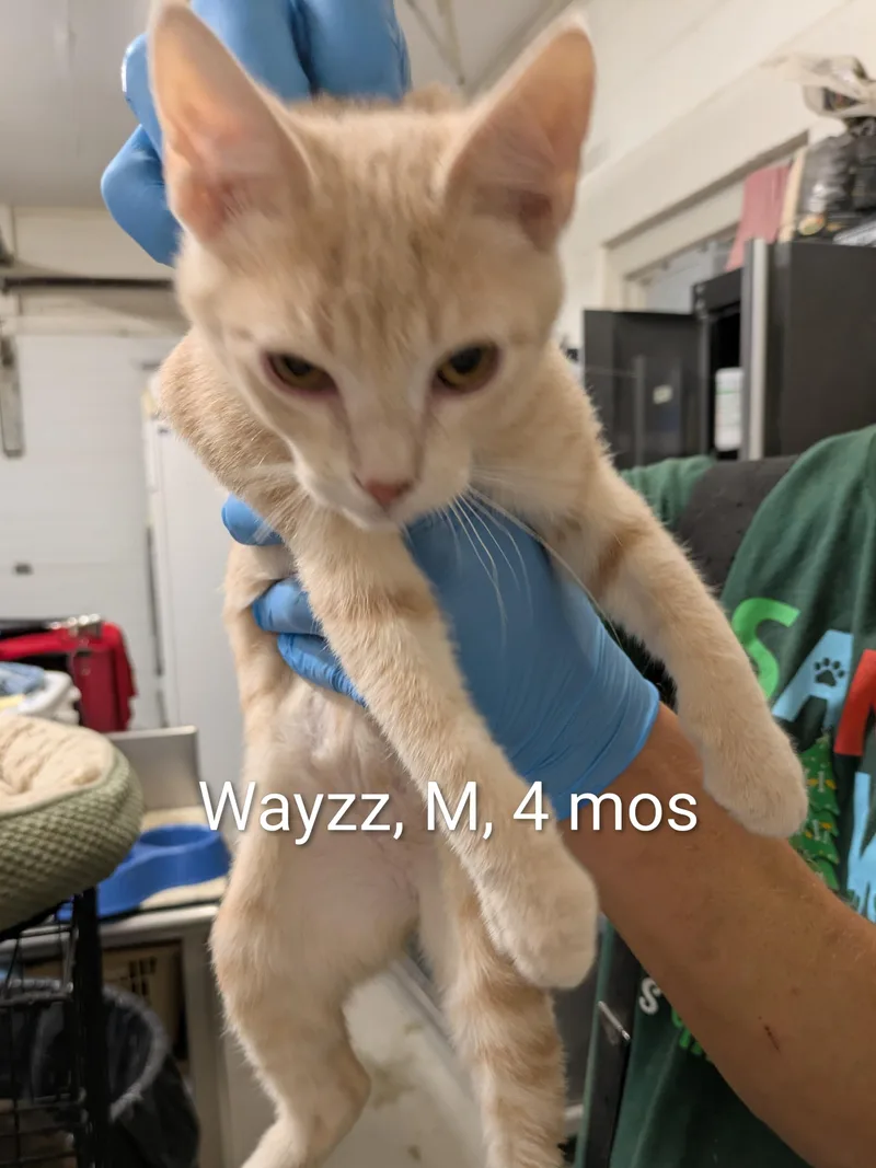 A young small-sized male Tabby (Buff / Tan / Fawn) Domestic Short Hair cat named Wayzz for adoption in Bedford, VA