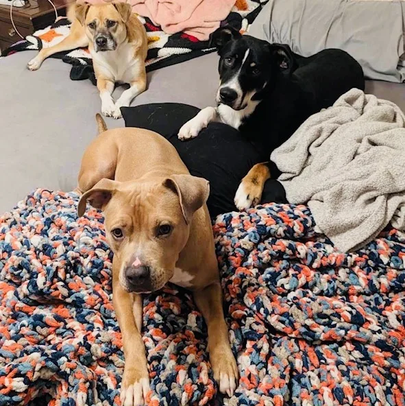 An adult large-sized female Pit Bull Terrier dog named Zena for adoption in Chesapeake Beach, MD
